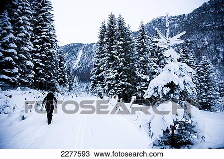 Woman walking on a snow covered trail in winter through a dramatic alpine winter scene; Ortnevik, Sognefjord, Norway View Large Photo Image Stock Image - Woman walking on a snow covered trail in winter through a dramatic alpine winter scene; Ortnevik, Sognefjord, Norway. Fotosearch