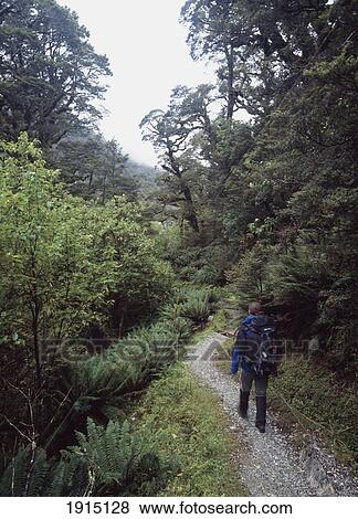 Woman Walking On Path Through Forest View Large Photo Image Stock Photo - Woman Walking On Path Through Forest. Fotosearch