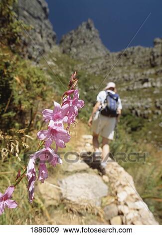 Woman Walking Up The Platteklip Gorge To The Top Of Table Mountain View Large Photo Image Stock Photo - Woman Walking Up The Platteklip Gorge To The Top Of Table Mountain. Fotosearch