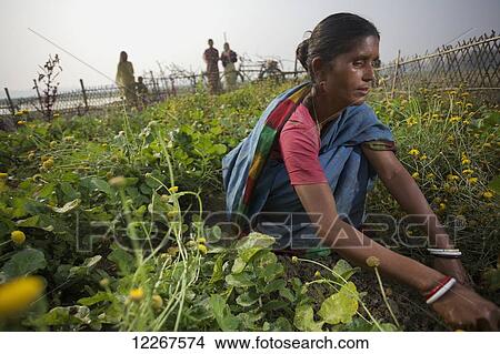Picture - Woman working in a field; Rangpur, Bangladesh. Fotosearch