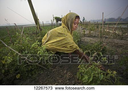 Woman working in a field; Rangpur, Bangladesh View Large Photo Image Stock Image - Woman working in a field; Rangpur, Bangladesh. Fotosearch