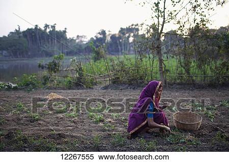Stock Photography - Woman working in a field; Sunamganj, Bangladesh. Fotosearch