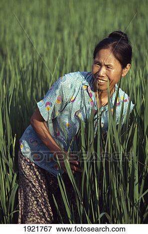 Woman Working In Field View Large Photo Image Stock Photo - Woman Working In Field. Fotosearch