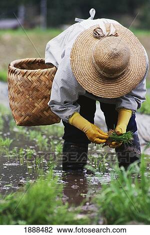 Woman Working In The Rice Fields View Large Photo Image Stock Image - Woman Working In The Rice Fields. Fotosearch