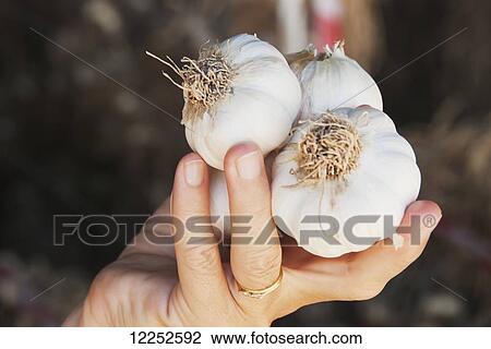 Stock Image - Woman's hand holding a head of garlic; Argentina. Fotosearch