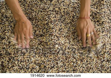 Stock Image - Womans Hands Spreading Mixed Rice. Fotosearch