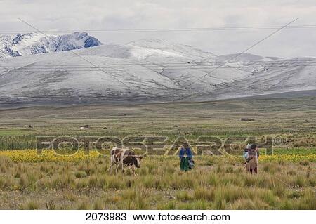 Stock Image - Women And Cattle On The Altiplano With The Cordillera Real In The Background, La Paz Department, Bolivia. Fotosearch