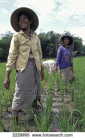 Women In Rice Paddy Java, Indonesia View Large Photo Image Stock Photography - Women In Rice Paddy Java, Indonesia. Fotosearch
