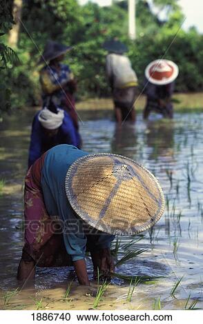 Stock Image - Women In Traditional Hats Planting Rice By Hand. Fotosearch
