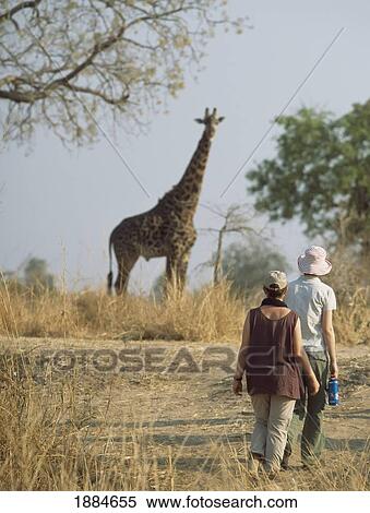 Stock Photography - Women On Walking Safari Looking At Giraffe. Fotosearch