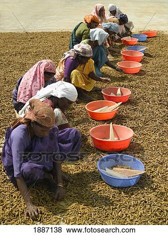 Women Picking Ginger View Large Photo Image Stock Photo - Women Picking Ginger. Fotosearch