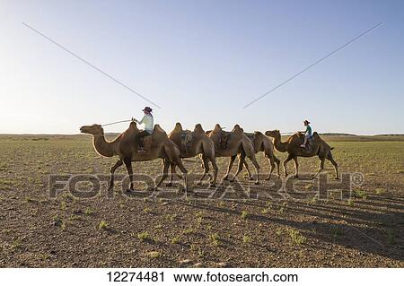 Stock Image - Women riding Bactrian camels (Camelus bactrianus), Elsen Tasarkhai, Arkhangai Province, Mongolia. Fotosearch
