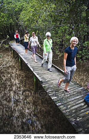 Stock Photograph - Women Walking On The Spectacular Mangrove Forest Walk At The Paihia To Opua Walking Track At The Entrance To Piahia; New Zealand. Fotosearch