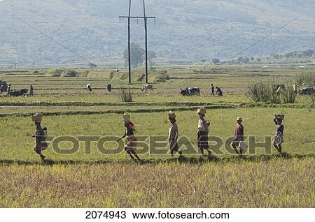 Women Walking Through A Rice Field Along The Road Between Fianarantsoa & Ranomafana, Fianarantsoa Province, Madagascar View Large Photo Image Stock Image - Women Walking Through A Rice Field Along The Road Between Fianarantsoa & Ranomafana, Fianarantsoa Province, Madagascar. Fotosearch