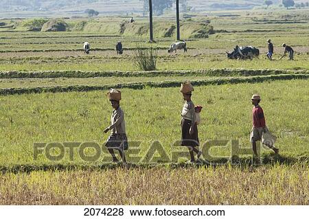 Stock Photo - Women Walking Through A Rice Field Along The Road Between Fianarantsoa & Ranomafana, Fianarantsoa Province, Madagascar. Fotosearch
