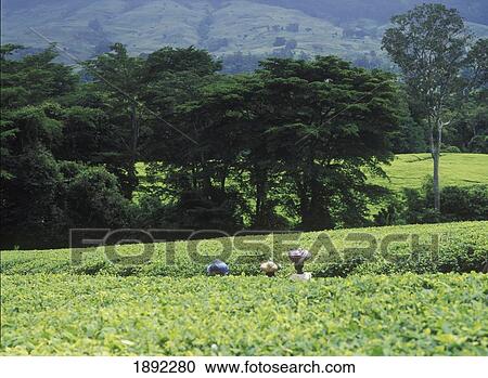 Stock Image - Women With Loads On Heads Walking Down Road In Lujeri Tea Estate Beneath Mt. Mulanje. Fotosearch
