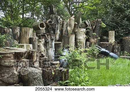 Wood By Queen Charlottes' Cottage, Royal Botanic Gardens, Kew, Surrey, England, United Kingdom View Large Photo Image Picture - Wood By Queen Charlottes' Cottage, Royal Botanic Gardens, Kew, Surrey, England, United Kingdom. Fotosearch