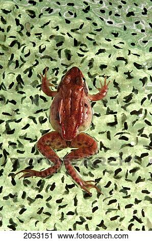 Wood Frog (Rana Sylvatica) On Egg Mass, Nova Scotia View Large Photo Image Stock Image - Wood Frog (Rana Sylvatica) On Egg Mass, Nova Scotia. Fotosearch