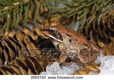 Stock Image - Wood Frog (Rana Sylvatica) On Pine Cones, Nova Scotia. Fotosearch
