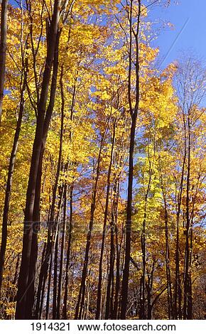 Stock Image - Wood In Autumn. Fotosearch