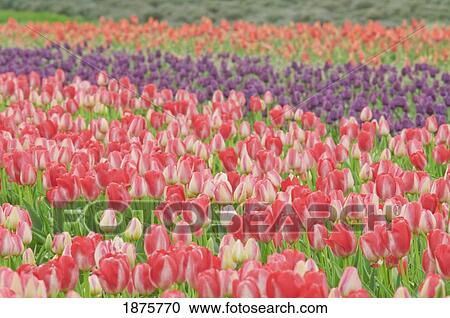 Woodburn, Oregon, United States Of America; Tulips In A Field At Wooden Shoe Tulip Farm View Large Photo Image Stock Image - Woodburn, Oregon, United States Of America; Tulips In A Field At Wooden Shoe Tulip Farm. Fotosearch