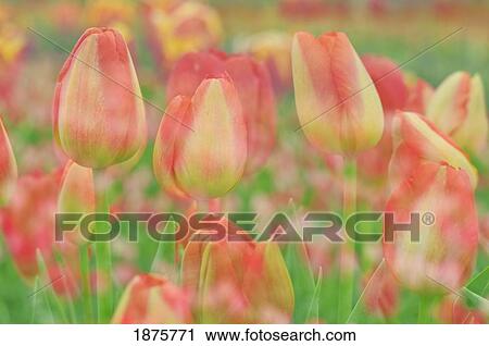 Stock Image - Woodburn, Oregon, United States Of America; Tulips At Wooden Shoe Tulip Farm. Fotosearch