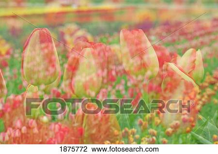 Woodburn, Oregon, United States Of America; Tulips At Wooden Shoe Tulip Farm View Large Photo Image Stock Image - Woodburn, Oregon, United States Of America; Tulips At Wooden Shoe Tulip Farm. Fotosearch