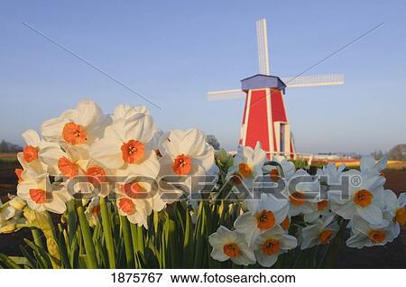 Stock Photo - Woodburn, Oregon, United States Of America; Daffodils And A Windmill At Wooden Shoe Tulip Farm. Fotosearch