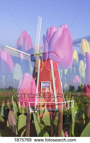 Stock Photo - Woodburn, Oregon, United States Of America; Tulips And A Windmill At Wooden Shoe Tulip Farm. Fotosearch