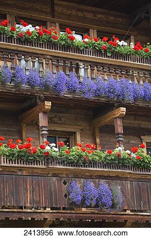 Stock Photograph - Wooden alpine balconies with colourful flower boxes; Tux-Lanersbach, Austria. Fotosearch