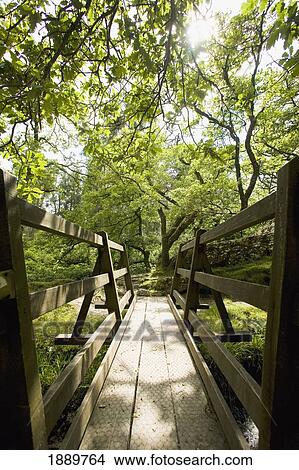 Picture - Wooden Bridge Over Stream In Wooded Valley. Fotosearch