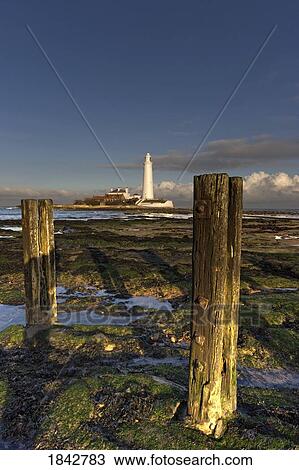 Wooden Posts And Lighthouse In Distance; Whitley Bay, Northumberland, England View Large Photo Image Stock Image - Wooden Posts And Lighthouse In Distance; Whitley Bay, Northumberland, England. Fotosearch