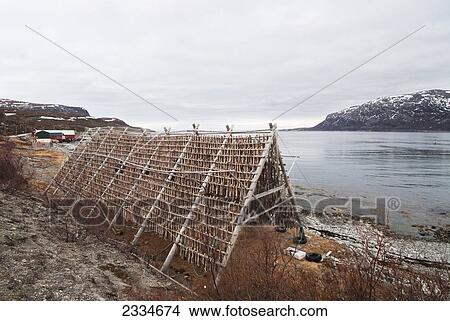 Wooden Stacks With Drying Cod On Coast; Norway View Large Photo Image Picture - Wooden Stacks With Drying Cod On Coast; Norway. Fotosearch