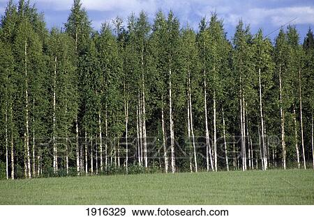 Woods In Summer View Large Photo Image Stock Photo - Woods In Summer. Fotosearch