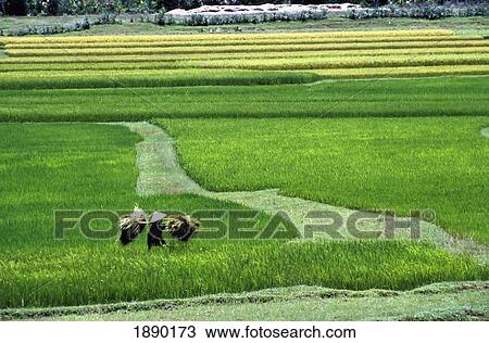Stock Image - Worker In Conical Hat Walking Through Rice Paddy Field. Fotosearch