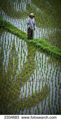 Stock Image - Worker On Rice Field; Ubud, Bali, Indonesia. Fotosearch