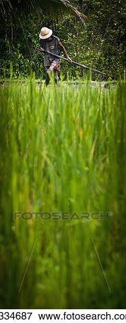 Stock Photo - Worker On Rice Field; Ubud, Bali, Indonesia. Fotosearch