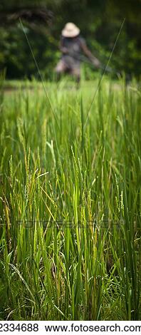 Stock Photo - Worker On Rice Field; Ubud, Bali, Indonesia. Fotosearch