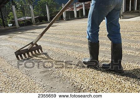 Stock Photo - Worker Raking Coffee Beans At A Coffee Plantation; Zacapa, Guatemala. Fotosearch