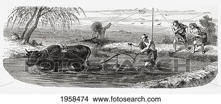 Picture - Worker Using A Water Buffalo For The Cultivation Of Rice In Japan In The 19Th Century. From El Mundo En La Mano Published 1875.. Fotosearch