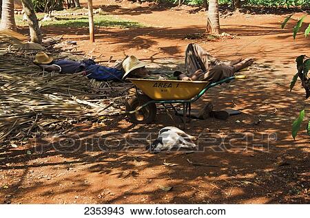 Workers And A Dog Take Long Deserved Rest During Lunch Hour At Organoponicos De Alamara; Havana, Artemisa, Cuba View Large Photo Image Stock Image - Workers And A Dog Take Long Deserved Rest During Lunch Hour At Organoponicos De Alamara; Havana, Artemisa, Cuba. Fotosearch