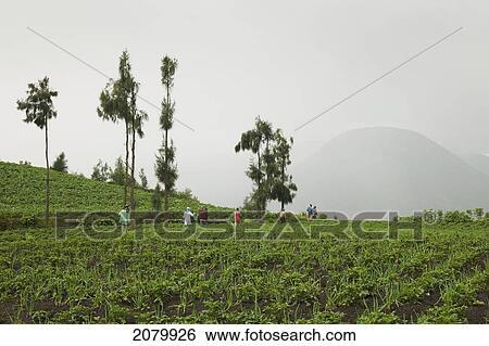 Workers In The Agricultural Fields; Cemoro Lawang Gunung Bromo Bromo Volcano Java Indonesia View Large Photo Image Stock Photograph - Workers In The Agricultural Fields; Cemoro Lawang Gunung Bromo Bromo Volcano Java Indonesia. Fotosearch