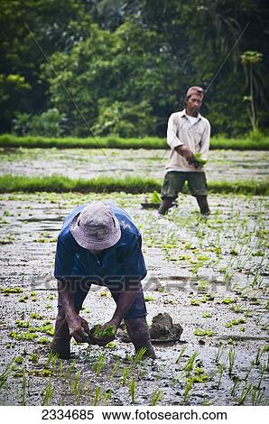 Stock Photography - Workers On Rice Field; Ubud, Bali, Indonesia. Fotosearch