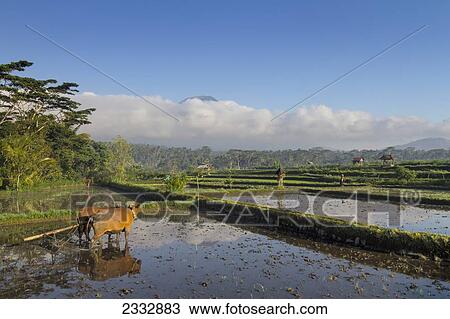 Stock Image - Workers On Rice Fields; Abang, Bali, Indonesia. Fotosearch