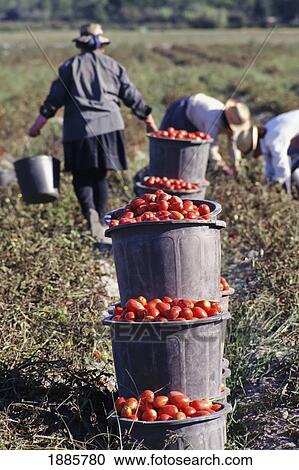 Workers Picking Tomatoes View Large Photo Image Stock Image - Workers Picking Tomatoes. Fotosearch