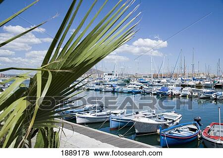 Yachts And Boats In Marina With Palm Tree In Foreground View Large Photo Image Stock Photo - Yachts And Boats In Marina With Palm Tree In Foreground. Fotosearch