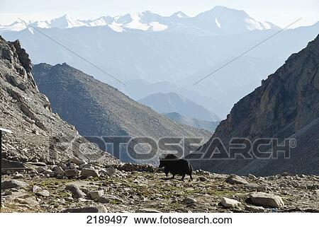 Stock Photo - Yak In The Mountains At Chang La Pass In Ladhak, India. Fotosearch