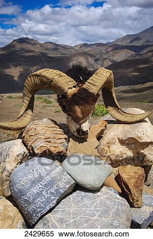 Stock Photography - Yak skull; Spiti Valley, India. Fotosearch