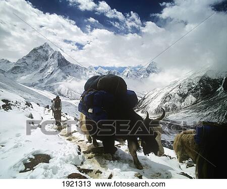 Stock Image - Yaks And Porter In Himalayas, Dingboche To Lobuche Trail. Fotosearch
