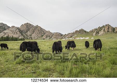 Picture - Yaks, Gorkhi-Terelj National Park, Mongolia. Fotosearch